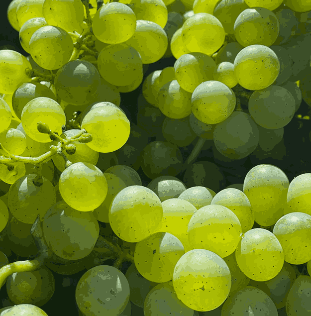 sofraj-grapes-2